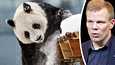 Lumi-panda saapui vuonna 2018 Suomeen yhdessä Pyryn kanssa. Ähtärin kaupunginjohtajan Jarmo Pienimäen mukaan pandojen mahdollinen palautus on suuri pettymys.