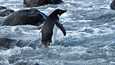 Jääpingviini, joka sai nimekseen Pingu, matkasi etelämantereelta Uuteen-Seelantiin.