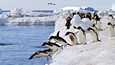 Adelenpingviinejä Etelämantereella.