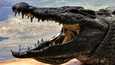 Krokotiilit ovat yleisiä Queenslandin osavaltiossa, Australiassa. Kuvituskuva