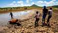 Zimbabwelaiset karjapaimenet irrottivat mutaan juuttunutta härkää joulukuun lopulla Mabwemateman kuivuneella patoaltaalla. Alueella on jäänyt kaksi satokautta väliin kuivuuden vuoksi.