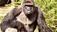 Eläintarhan henkilökunta arvioi 17-vuotiaan Harambe -gorillan vaaralliseksi aitaukseen pudonneelle lapselle.