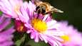 Ampiaisen ja mehiläisen pisto aiheuttaa kaikille myrkkyreaktiona kutisevan paukaman, mutta allergisille oireet ovat voimakkaammat.