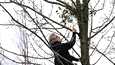 Emeritus ylipuutarhuri Aarno Kasvi on tottunut kiipeilemään puihin mistelin perässä.
