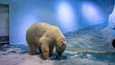 Eläinsuojelijoiden mukaan Pizza-jääkarhu elää karmivissa olosuhteissa.