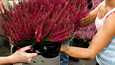 Luonnonvaraiselle kanervalle sukua oleva Calluna on suosituimpia talvipuutarhaan tuotavia kasveja.