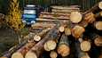 Venäjä asettaa 1. tammikuuta 2022 alkaen täyden vientikiellon jalostamattomille tai karkeasti käsitellyille puumateriaaleille havupuun ja arvokkaan lehtipuun eli jalopuiden osalta.