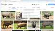 Googlen kuvahaku antaa hakea kuvia sen perusteella, miten niitä voi itse hyödyntää. Kuvassa vapaahkosti muokattavia sarvikuonoja.