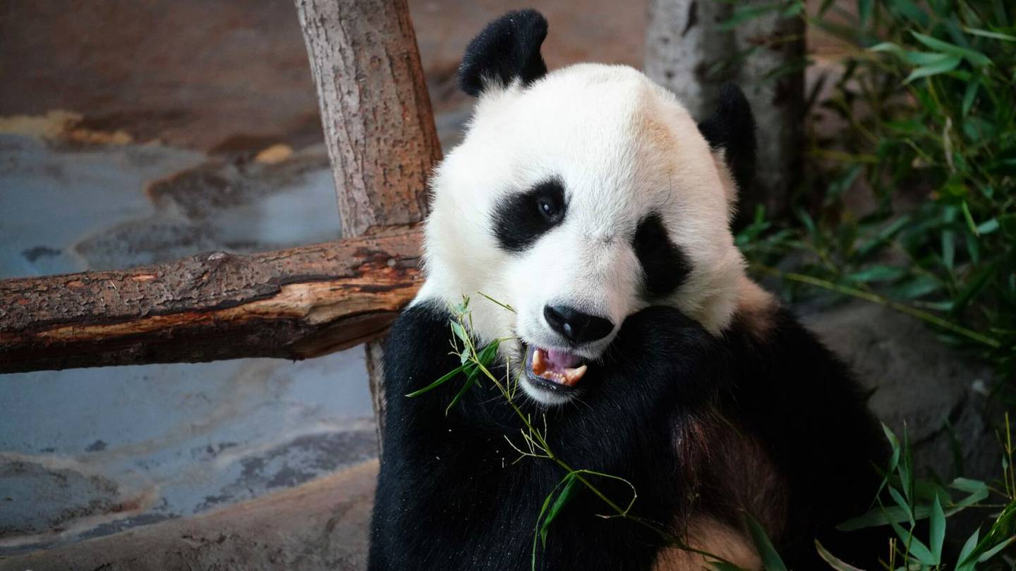 Ähtärin pandoja uhkaa palautus Kiinaan