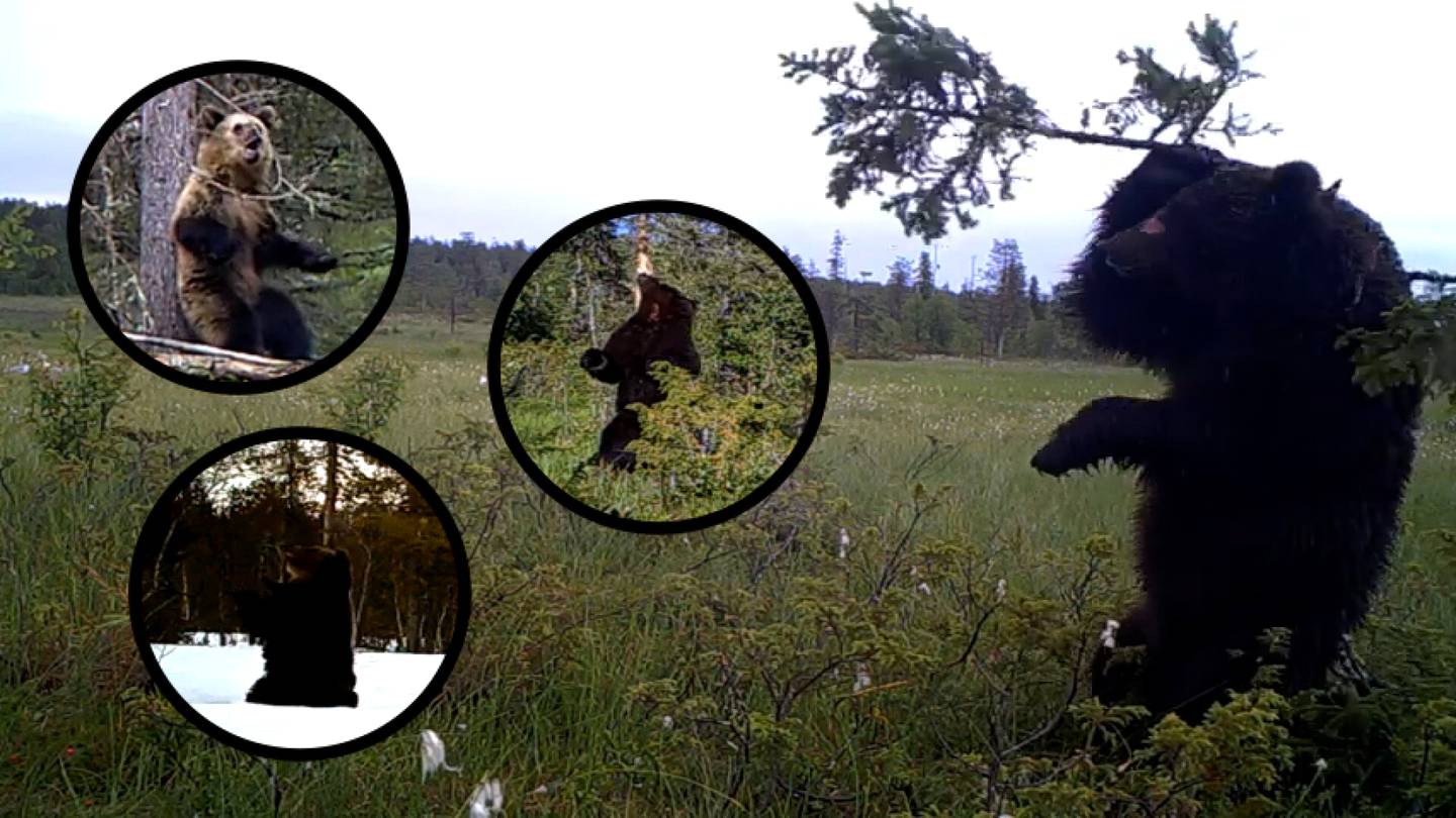 Karhut vispaavat vimmatusti takapuoliaan riistakameran edessä – tutkija selittää syyn