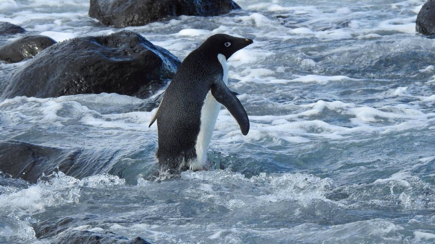 Näky hämmästytti rannalla Uudessa-Seelannissa – pingviini eksyi 3 000 kilometrin päähän Etelämantereelta