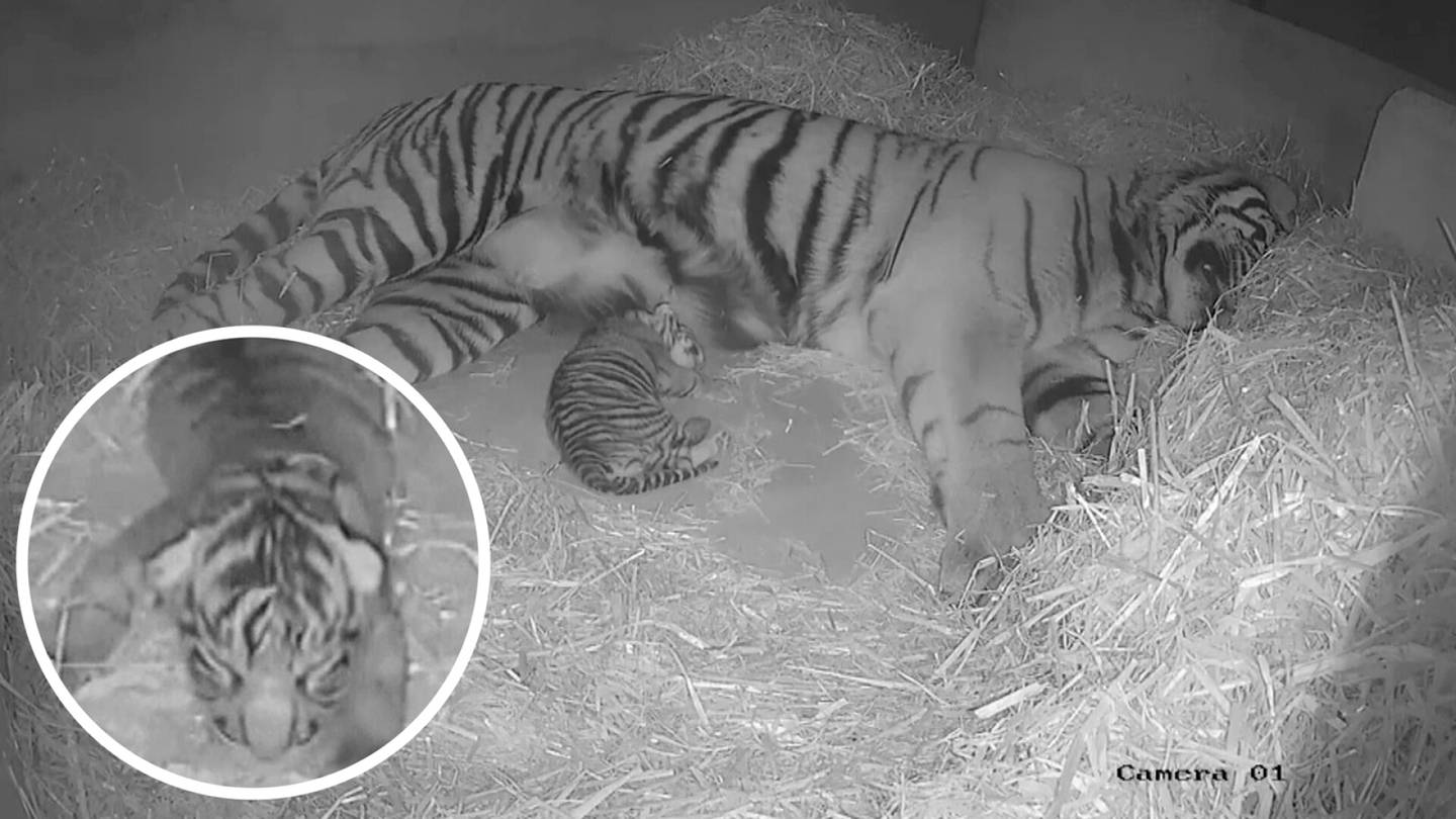 Tältä näyttää maailman harvinaisin tiikerinpoikanen – pentu luo toivoa äärimmäisen uhanalaiselle lajille