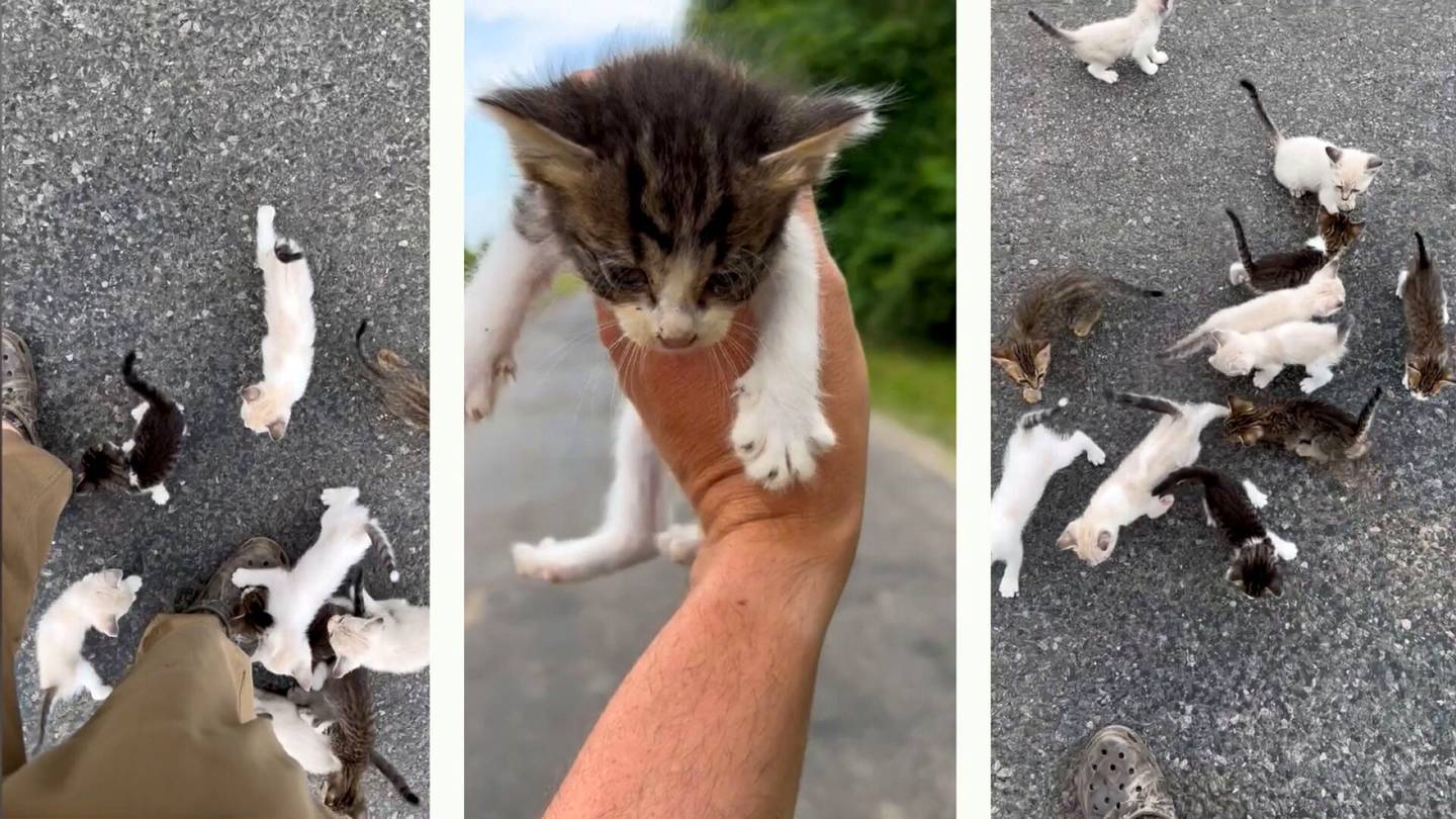 Autoilija luuli pelastavansa yhden kissanpennun – pian puskista pöllähti apua kaipaava joukkio