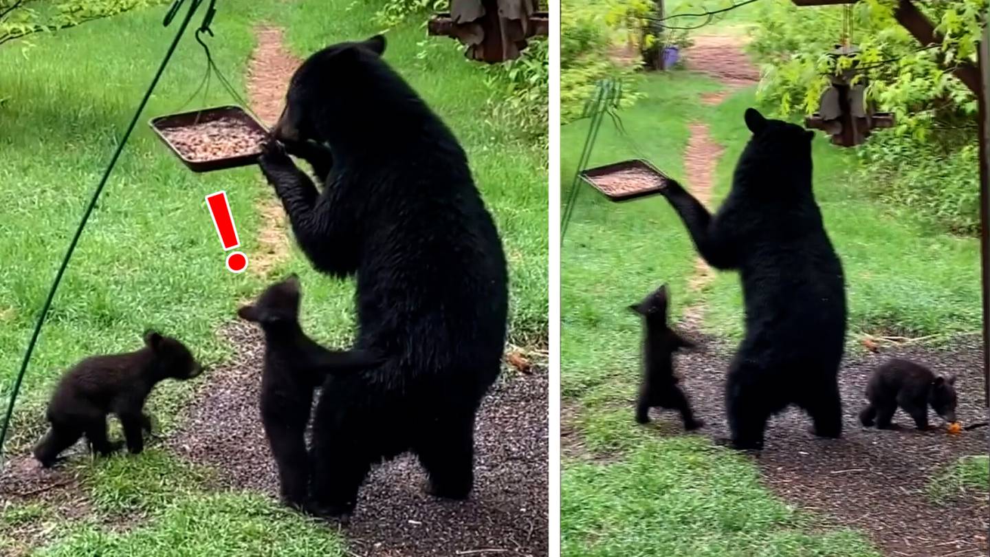 Karhuperhe ilmestyi takapihalle – emo löysi ruokaa eikä tahtonut jakaa sitä pentujen kanssa