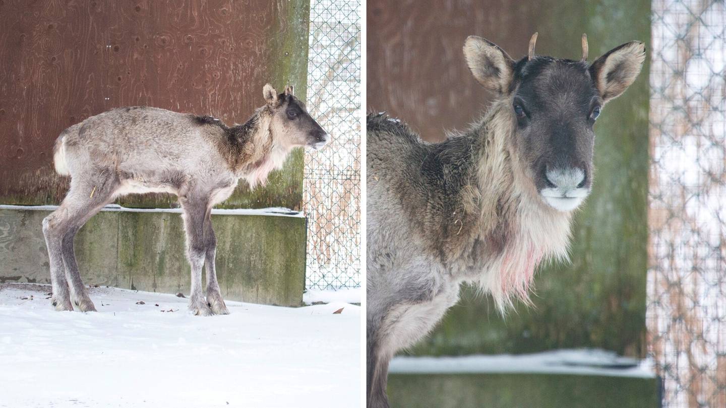 Tuoreet kuvat Helsingissä seikkailleesta peurasta – ”Sille on maistunut ruoka”