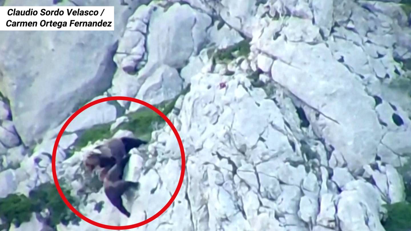 Kiimainen uroskarhu hyökkäsi emon ja pennun kimppuun – karhuäiti aloitti villin taistelun, josta vain toinen selvisi