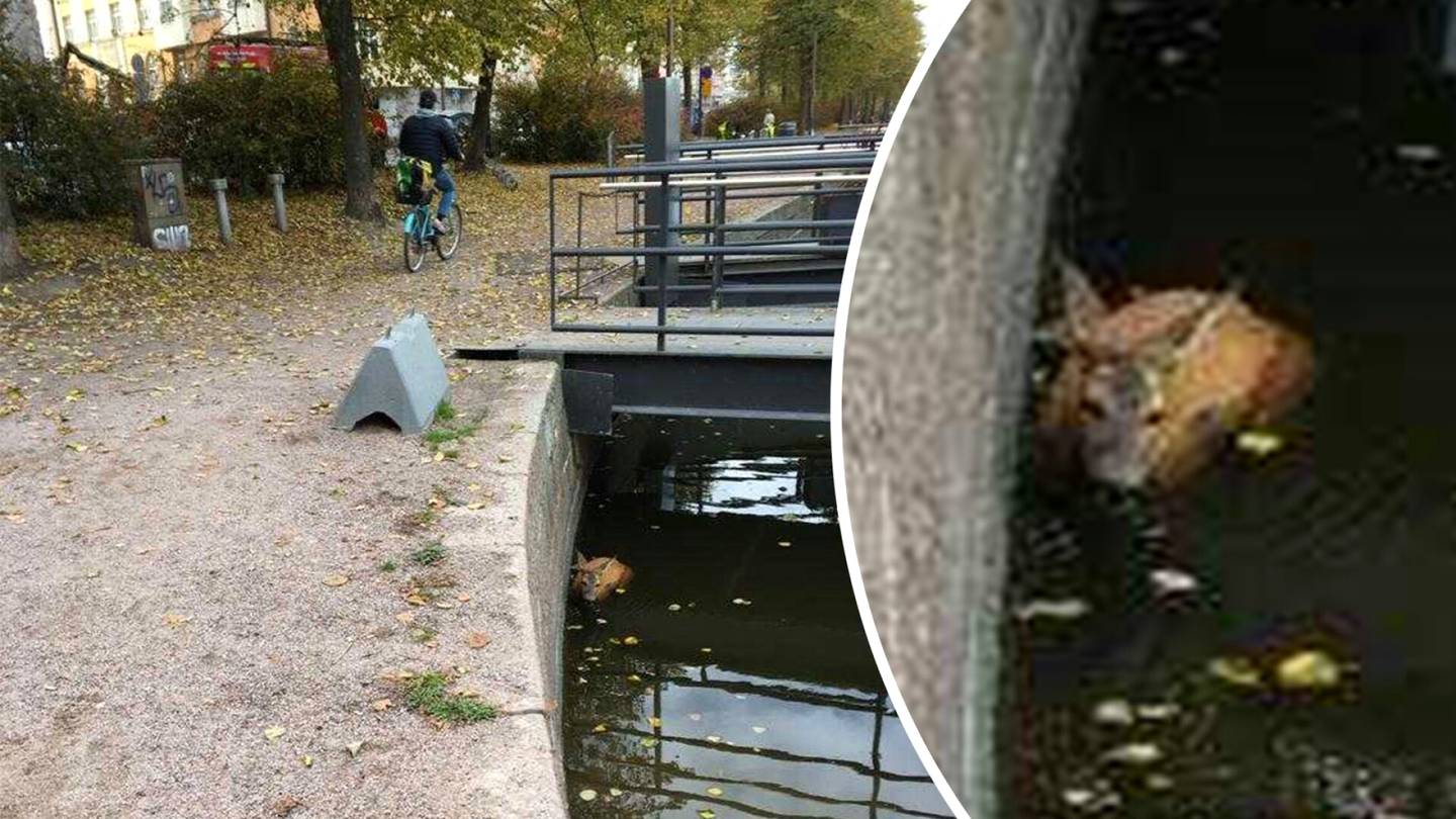 Metsäkauris joutui veden varaan keskellä Helsinkiä – päätyi leijonien lounaaksi