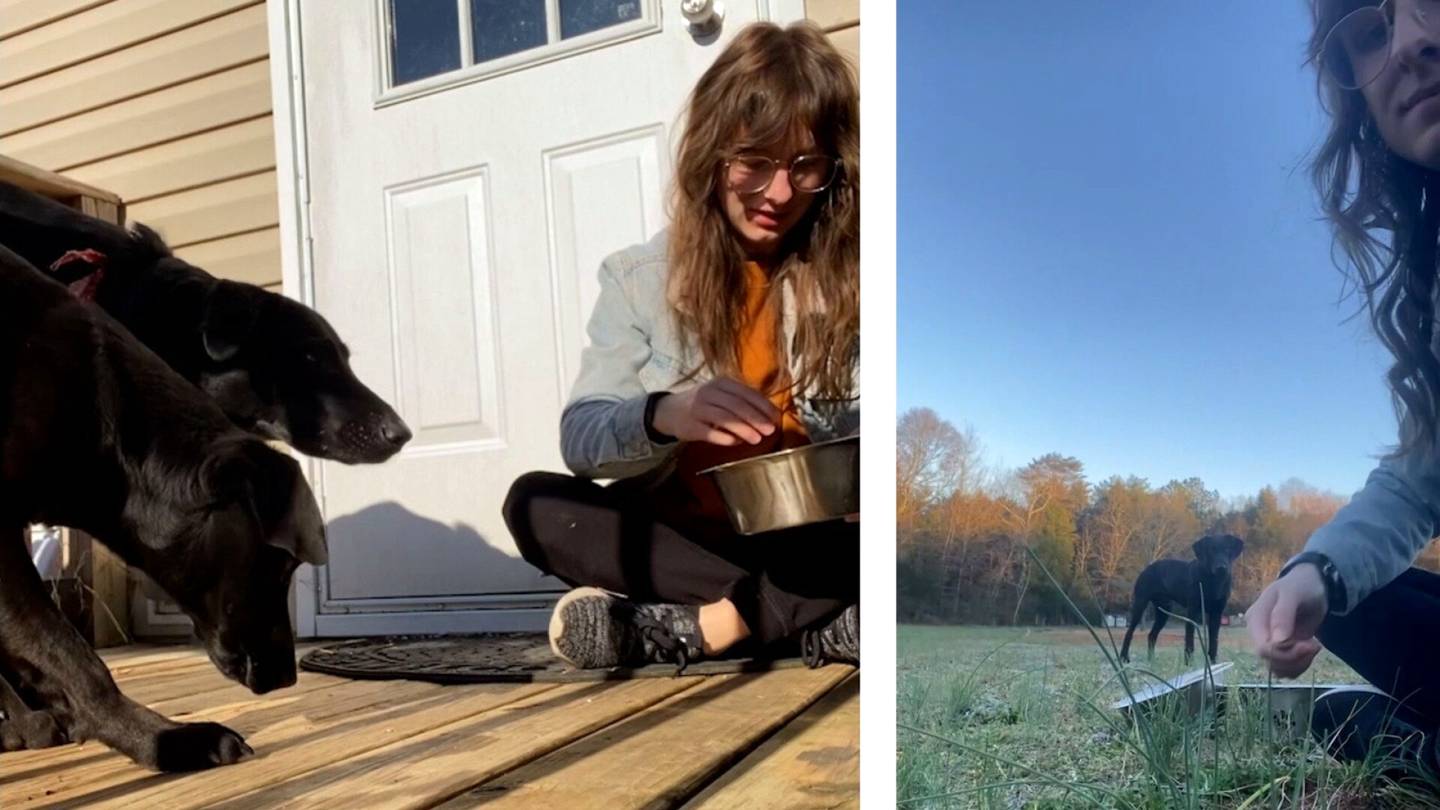 Nainen pelasti roskiksia penkoneen koiranpennun – apuna oma labradorinnoutaja