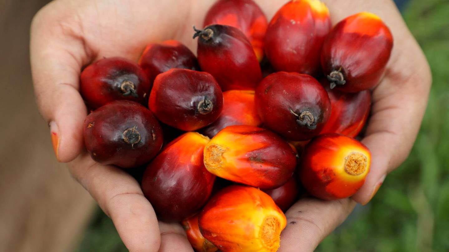 Indonesia aikoo kieltää palmuöljyn viennin – hintojen raju nousu aiheuttaa levottomuutta kansalaisissa