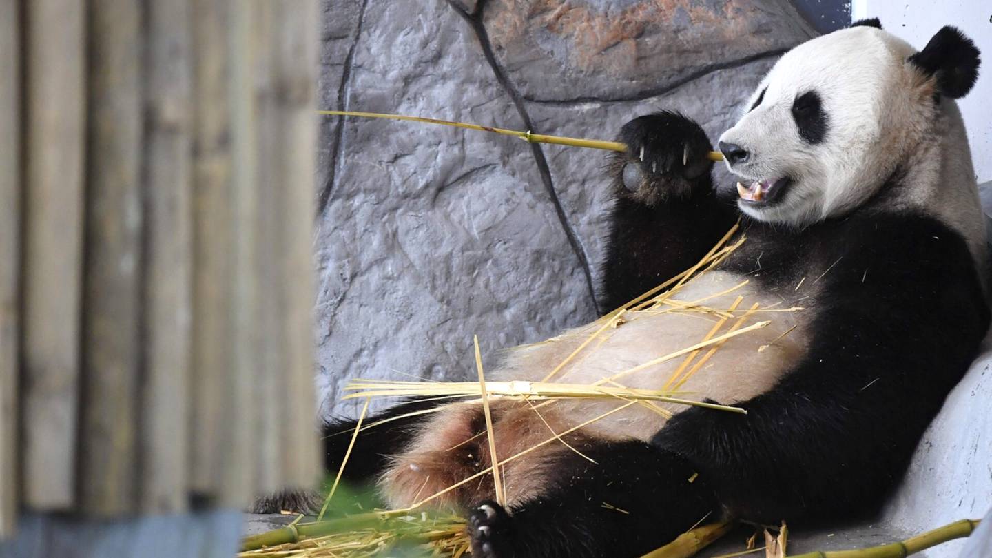 Ähtärin Pyry ja Lumi uhkaavat palata Kiinaan – pandojen pelastamiseksi kaksi uutta oljenkortta