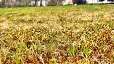 Jos nurmikon pohja on liian tiivis, se näivettyy. Tämän huomaa erityisesti keväällä.