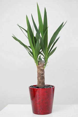 Yucca-palmu eli suomalaisittain jukkapalmu.