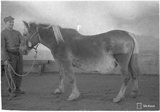 Helsingin Hevossairaalaan tuotu armeijan hevonen vuonna 1943.