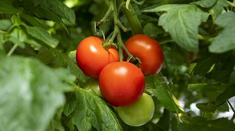 Börje Ivarsin tilalla Närpiössä kasvatetaan viittä eri tomaattilajiketta.