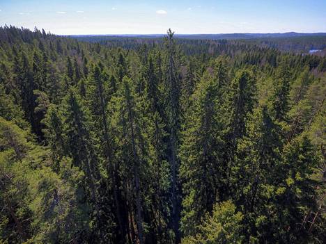 Suomen pisin luonnonvarainen puu seisoo piilossa syvällä metsässä  Päijät-Hämeessä – ”Todellinen valioyksilö” - Suomi 100 - Ilta-Sanomat