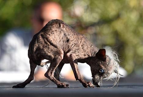 Quasi Modo, 10, on maailman rumin koira – ”Aikuiset miehet ovat hyppineet  autojensa päälle paetakseen minua” - Lemmikit - Ilta-Sanomat