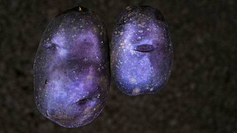 Violetinsävyiset perunat vähentävät tyypin 2 diabeteksen riskiä.