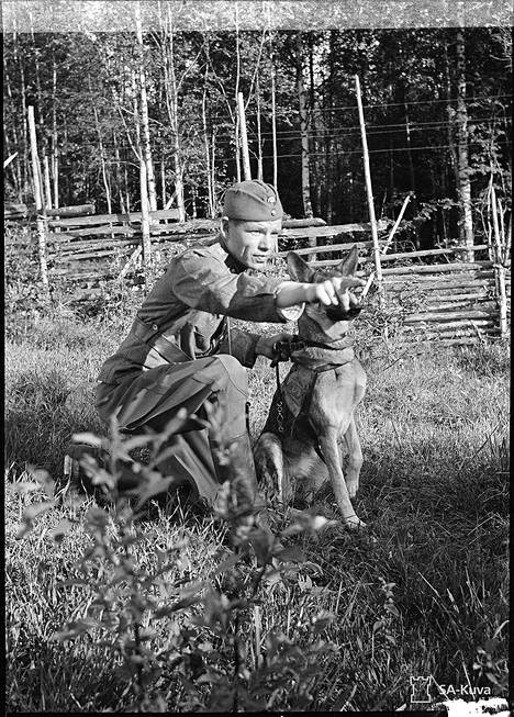 Sotakoira lähdössä viestiä viemään. Kaustajärvi 27.6.1941.