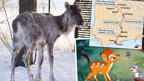 Mysteeripeura pelastui Korkeasaaren villieläinsairaalaan Palosaareen, Bambi pelastui metsäpalolta saareen. Kummallekin orporaukalle koittivat onnelliset ajat.