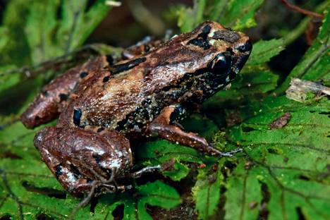 ”Lilliputtisammakko” on yksi tutkimusretkellä löytyneistä uusista lajeista. Noin yhden senttimetrin pituinen sammakko on yksi pienimmistä sammakkoeläimistä maailmassa.