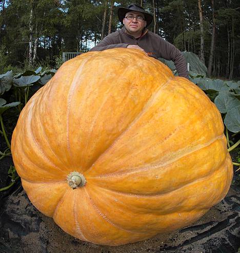 320-kiloinen jättikurpitsa kasvaa jopa 5 kiloa päivässä - katso päivän  uutiskuvat - Ulkomaat - Ilta-Sanomat