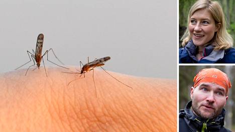 Hyttystutkijat Lorna Culverwell ja Jukka Salmela sanovat, että kaikki Suomesta löytyneet hyttyslajit voivat pistää ihmisiä.