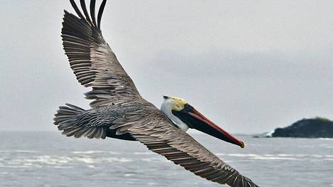 Galapagossaarilla elää lintuja, joita ei tavata missään muualla. Kuvassa ruskopelikaani, joita tavataan Pohjois-Atlantilla laajoilla alueilla. Muuttolinnut ovat tuoneet Galapagokselle mukanaan lintuinfluenssan.