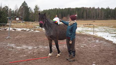 Tutkija Océane Liehrmann tarkkailee hevosen reaktiota, kun sitä kosketetaan sille vieraalla esineellä. 