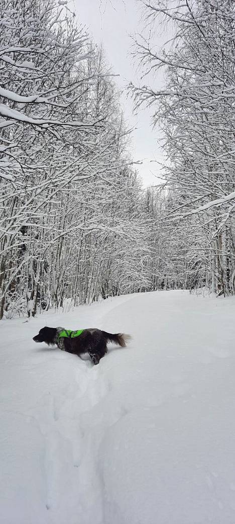 Lunta oli puolisen metriä, kun villisika, Sus scrofa, ja pienimünsterinseisoja Pyry kohtasivat toisensa virolahtelaisessa metsässä. 