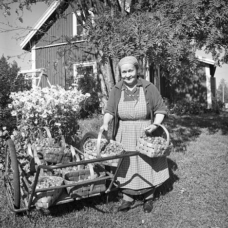 Suonenjoen idylliä vuodelta 1965. Kesään kuuluivat tupa, puutarha, maitokärryt ja tuohiset mansikkakorit.