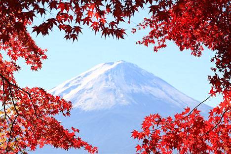 Syksyn lehtien ympäröimä Fuji-vuori.