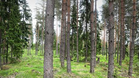 Testaa, kuinka hyvin tunnet Suomen puut - Kotimaa - Ilta-Sanomat