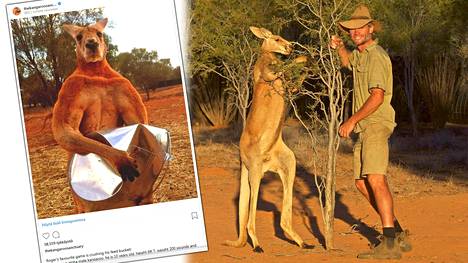”Kenguruiden Schwarzeneggeriksi” nimetty Roger asui Chris ”Brolga” Barnsin (kuva oik.) perustamassa kenguruiden turvakodissa Australian Alice Springsissä.