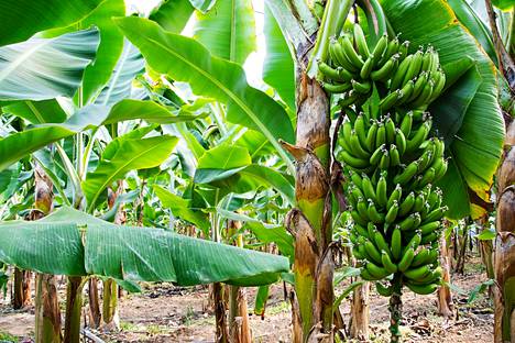Banaanin säilyttämisessä kannattaa huomioda niiden luonnolliset kasvuolosuhteet. Huoneenlämpö sopii parhaiten, sillä niiden maku muuttuu esimerkiksi jääkaapissa.