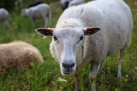 Paimenena pääsee hoitamaan ja rapsuttelemaan lampaita, joka on itsessään rentouttavaa puuhaa.