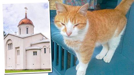 Kille-kissa karkasi Valamon luostariin – taivalsi 40 kilometriä - Kotimaa -  Ilta-Sanomat