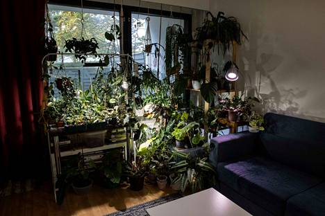 – Ainahan voi ostaa uusia kasveja tilalle, jotta koti ei näyttäisi kasvihuoneen sijaan saattohoitolalta, Raisa Ojaniemi lohduttaa heitä, joiden viherpeukalo kaipaa vielä treeniä.