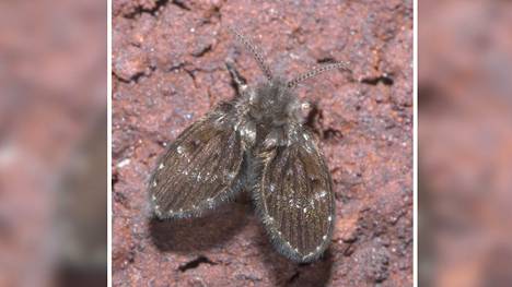 Perhossääskestä (Clogmia albipunctata) on tehty havaintoja ympäri Etelä-Suomea.