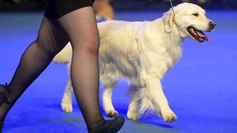 Tältä näytti Helsinki Winner 2021 -koiranäyttelyssä viime vuoden Koiramessuilla.