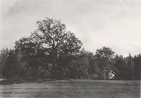 Legendaarinen valokuvaaja I. K. Inha kuvasi Paavolan tammen jo sata vuotta sitten.